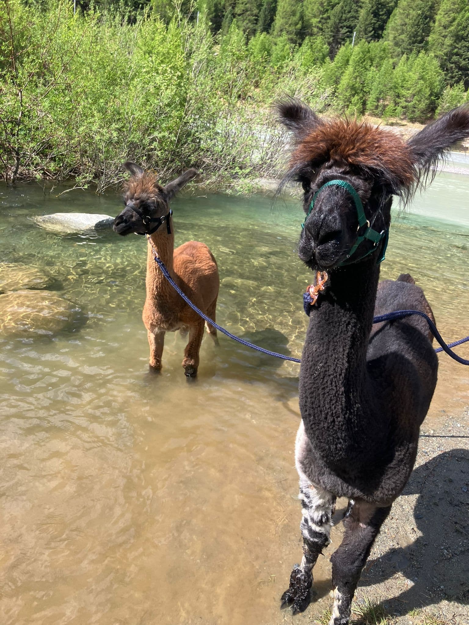 Lamas im Engadin