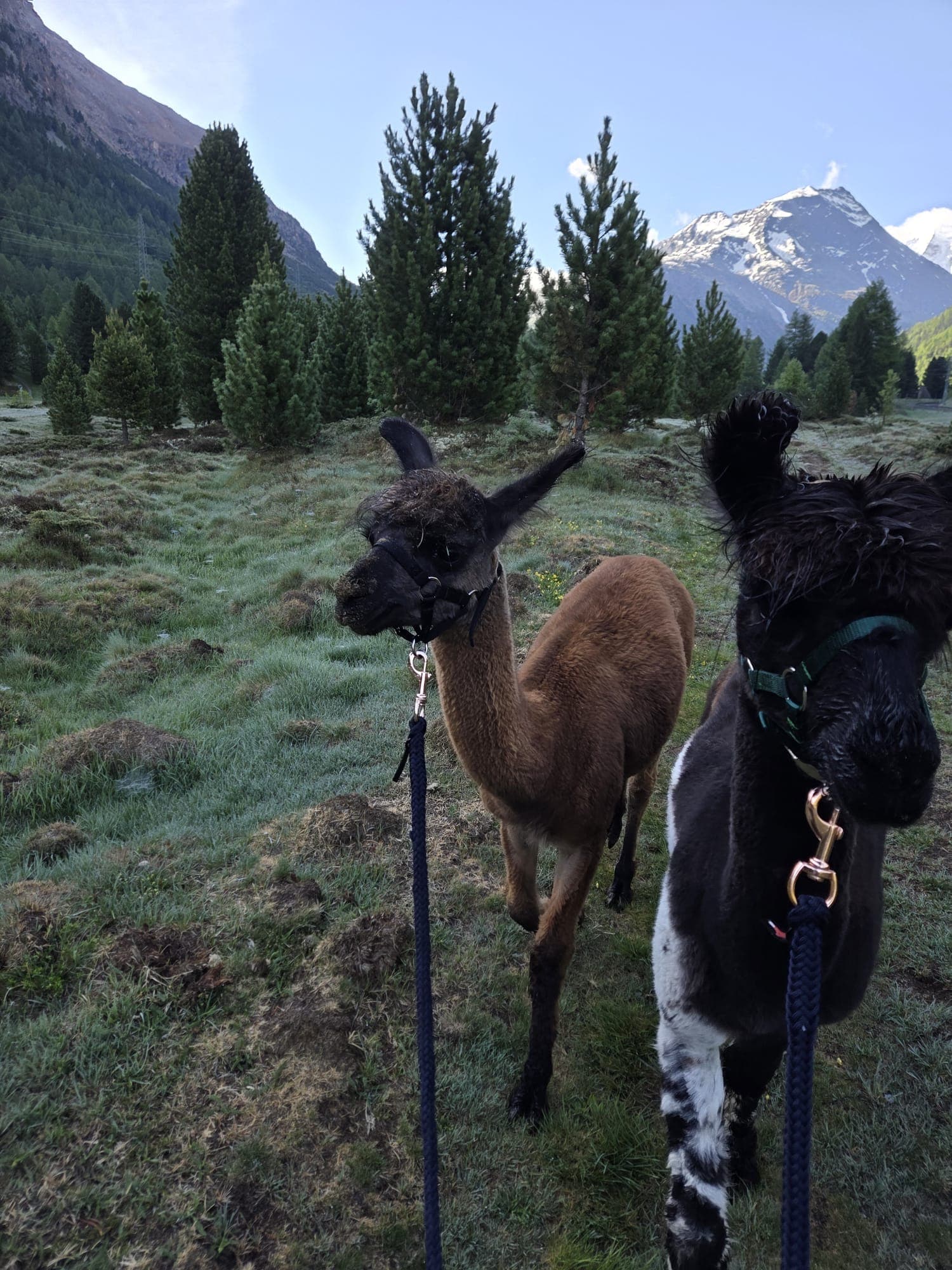 Lamas auf der Weide im Engadin