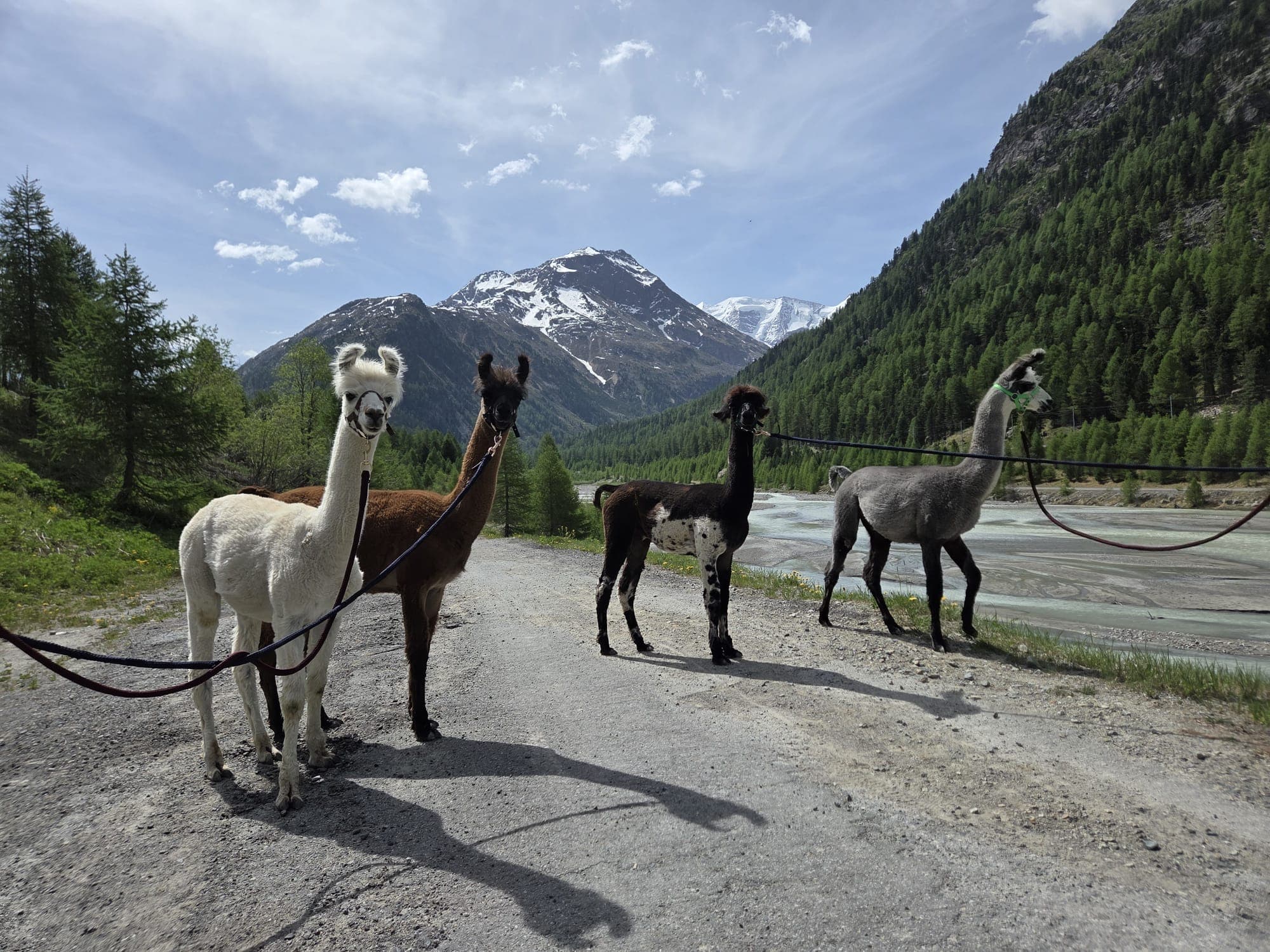 Lamas im Engadin