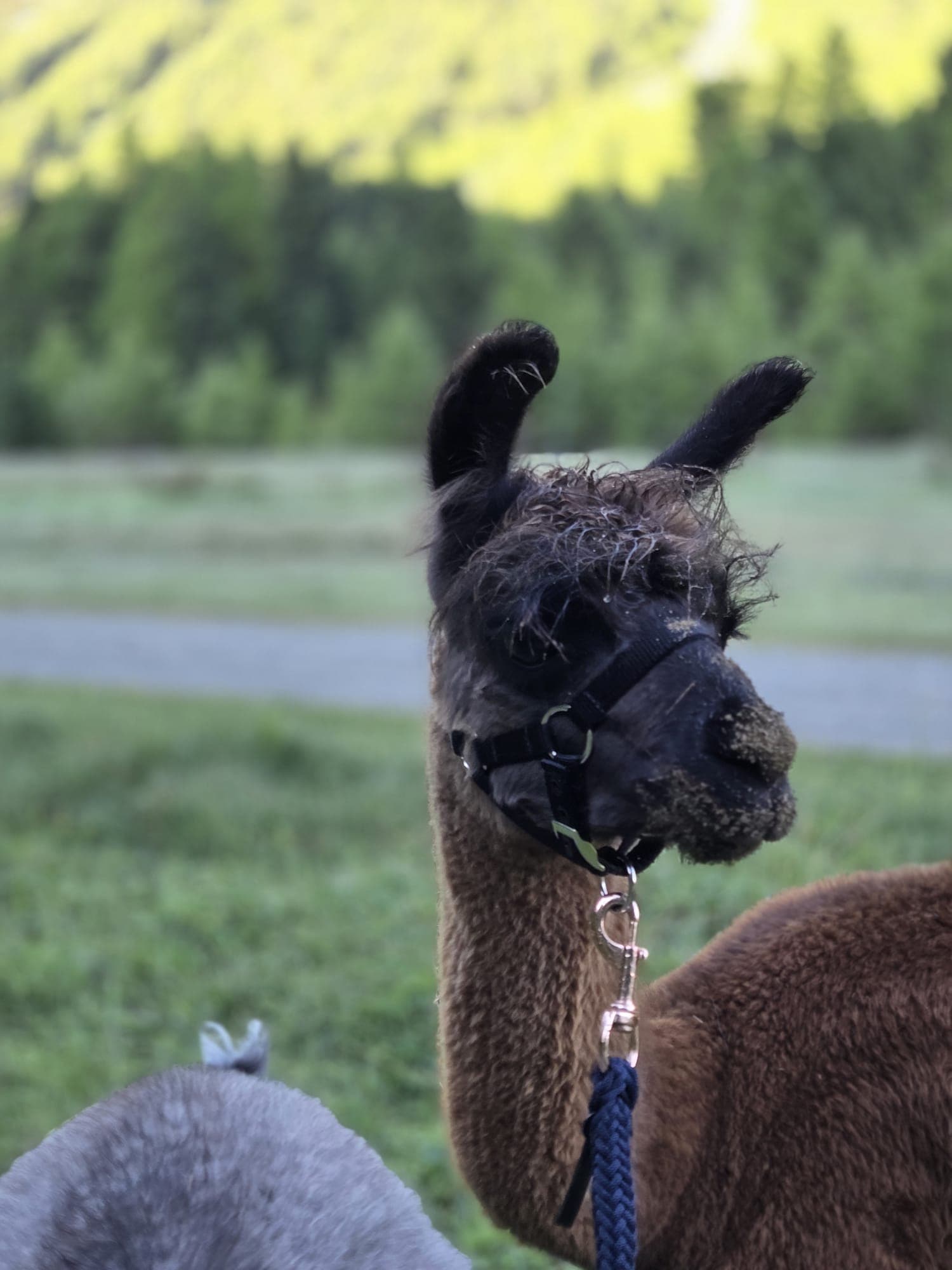 Tino – Foto 3