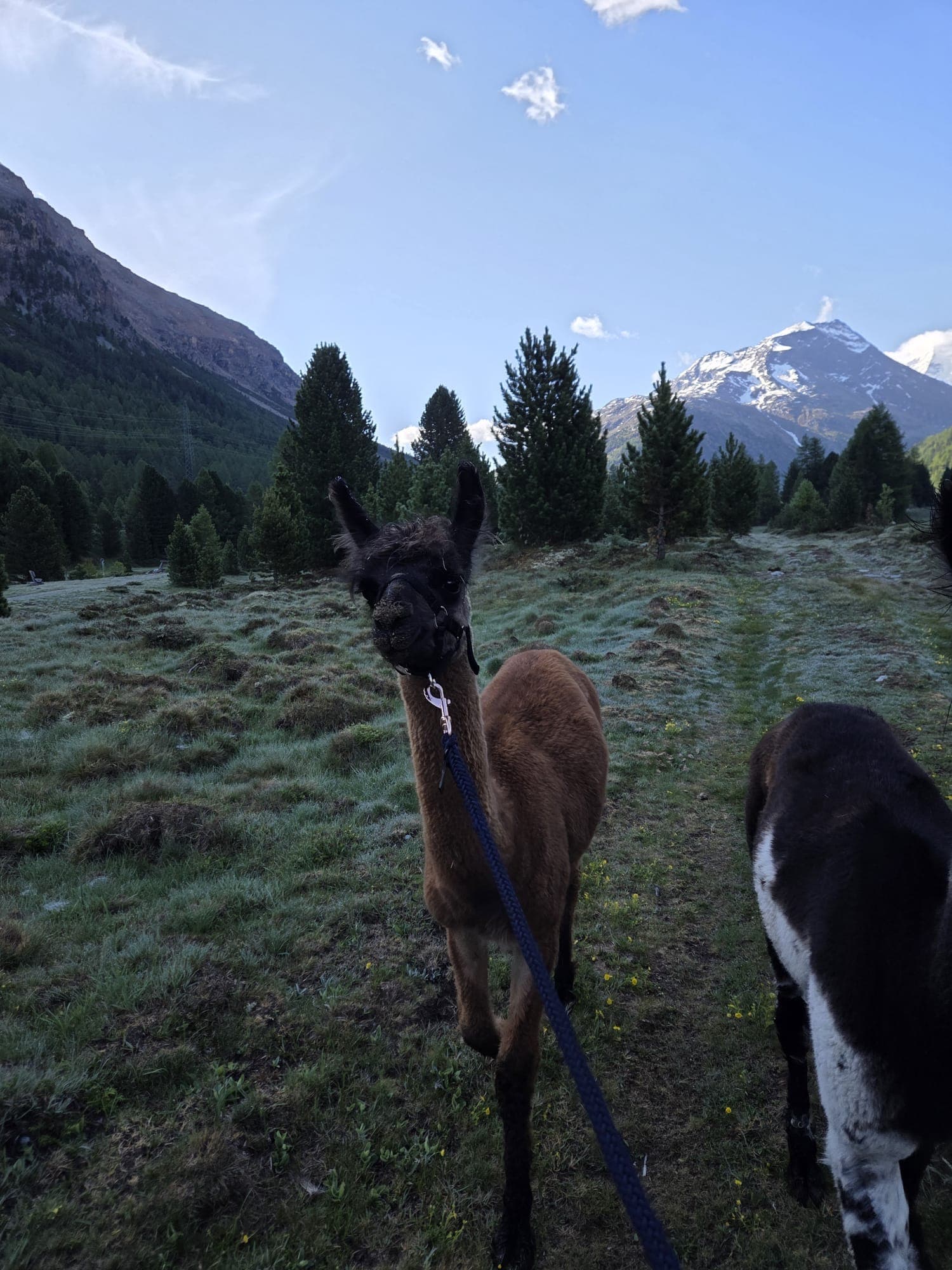 Tino – Foto 4