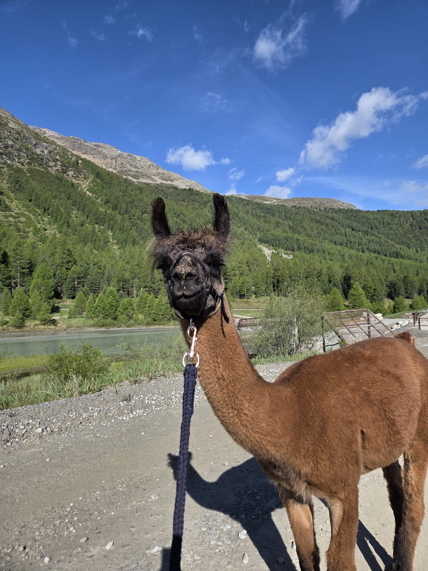 Tino – Foto 2